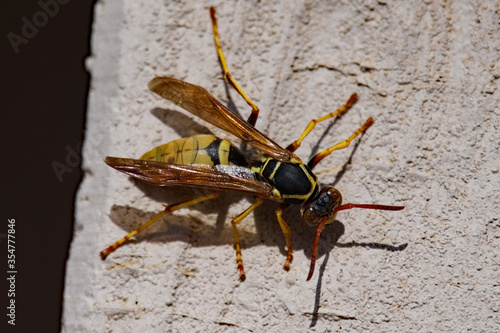 Common wasp the side of a building