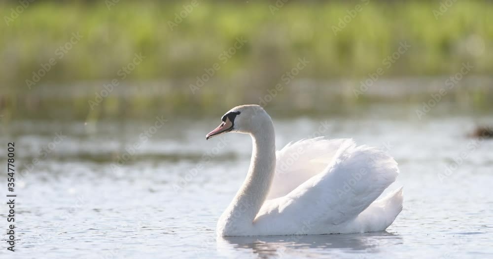 Swans are birds of the family Anatidae within the genus Cygnus. The swans' closest relatives are geese and ducks. Biodiversity awareness protection, biodiversity of swans ecosystem, birds and wildlife Swans are birds of the family Anatidae within the genus Cygnus. The swans' closest relatives are geese and ducks. Biodiversity awareness protection, biodiversity of swans ecosystem, birds and wildlife