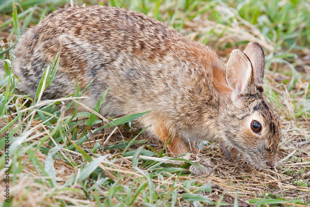 Fototapeta premium Cottontail rabbit coming out in the open