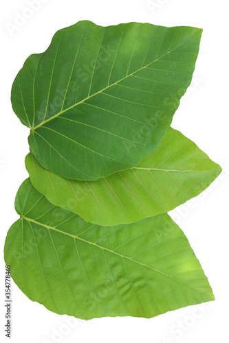 Dipterocarpus tuberculatus green leaves on a white background