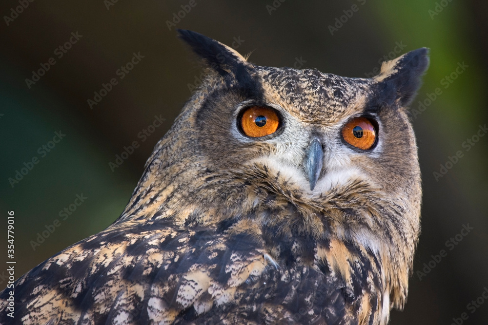 Eurasian Eagle-owl portrait looking up Eurasian Eagle-owl portrait looking up