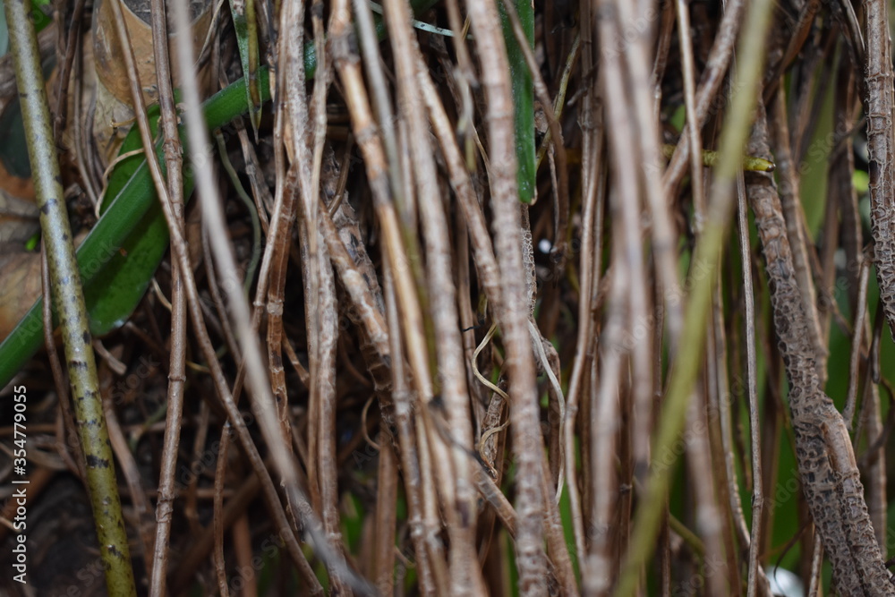 Roots Roots