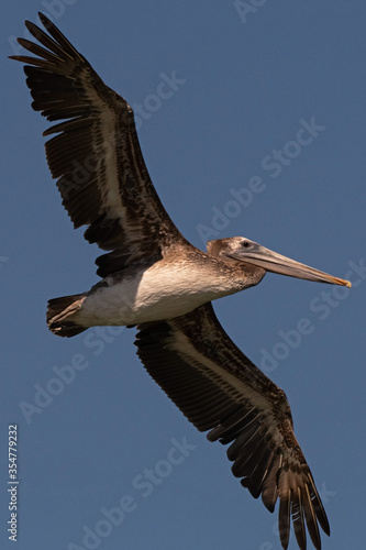 A brown pelican in flight