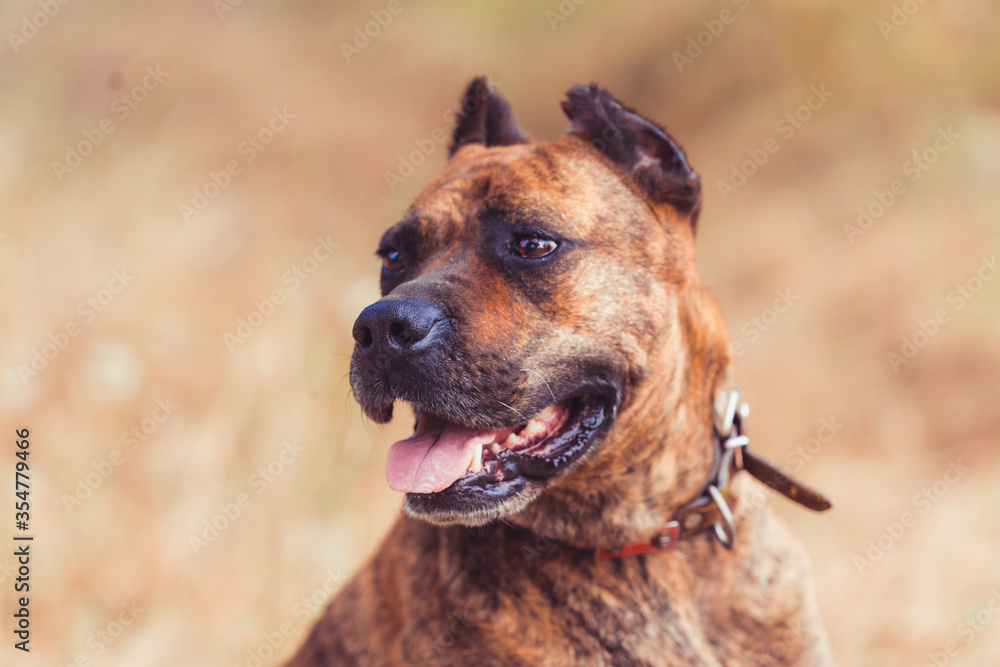 portrait of spanish alano dog posing in the field. prey dog. selective focus portrait of spanish alano dog posing in the field. prey dog. selective focus