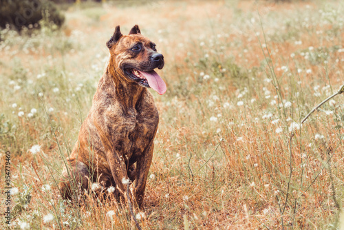 portrait of spanish alano dog laying in the field. prey dog.