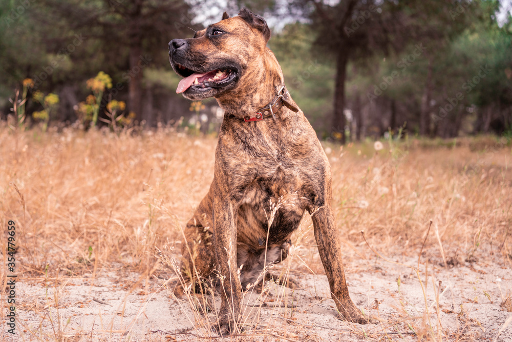 Alano mastiff top