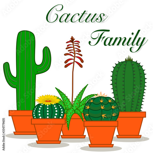 Mix of cactus and succulents growing in the orange pots on white background photo