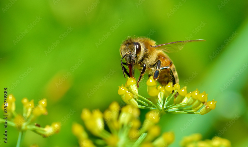 A Honey bee (Apis mellifera) feeds on tiny florets of fennel. Her reddish tongue is extended into the yellow flower to draw up its nectar. Closeup. Copy space. A Honey bee (Apis mellifera) feeds on tiny florets of fennel. Her reddish tongue is extended into the yellow flower to draw up its nectar. Closeup. Copy space.