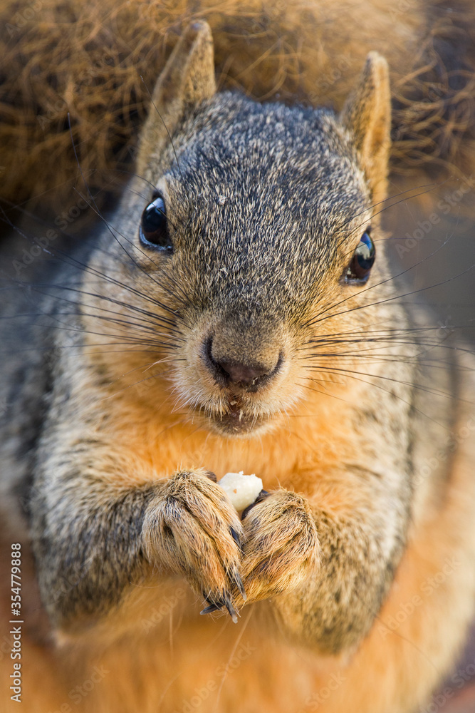 Foxsquirrel eating nuts portrait Foxsquirrel eating nuts portrait