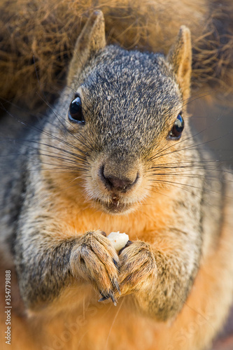 Foxsquirrel eating nuts portrait © Laurie Wilson
