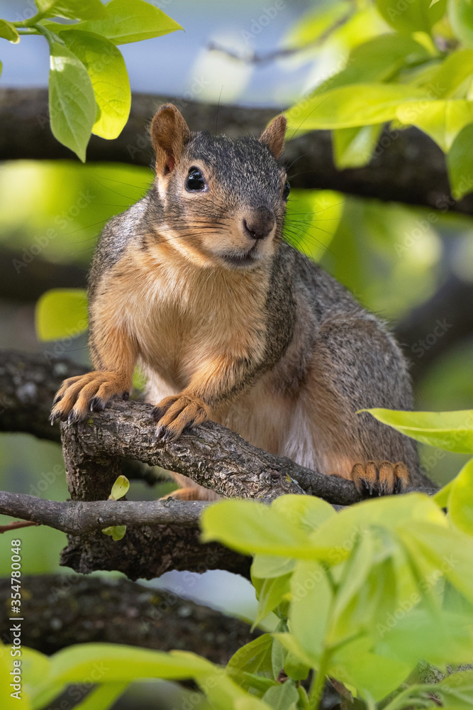 Fototapeta premium Fox squirrel watching from persimmon tree