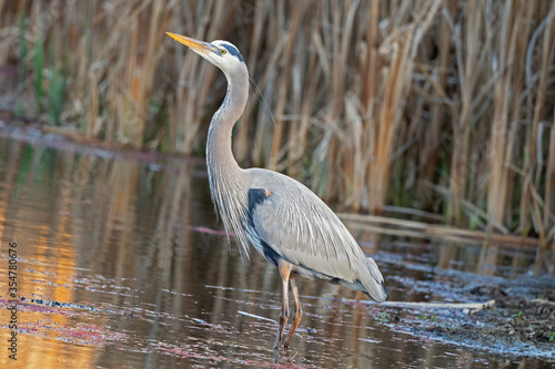 Great blue heron standing in water