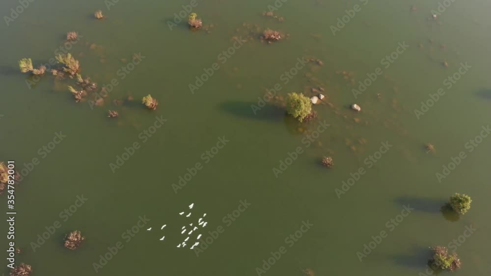 Aerial drone view of Ken river with birds flying river, Madhya Pradesh, India. Aerial drone view of Ken river with birds flying river, Madhya Pradesh, India.