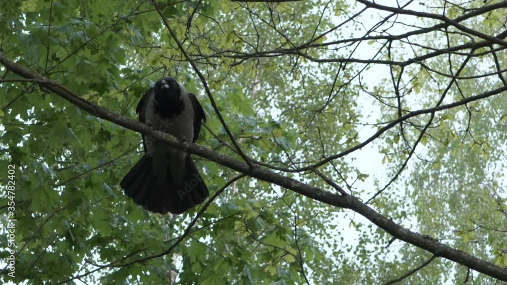 The gray crow sits on a branch The gray crow sits on a branch