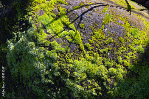Large rock with moss or lichen and shadows