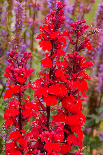 Colorful Lobelia and Agastache flowers