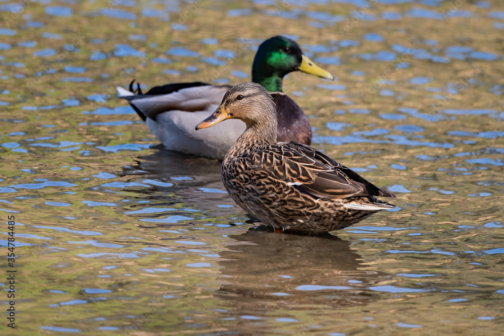 Mallard Female duck near the shore in the water Mallard Female duck near the shore in the water