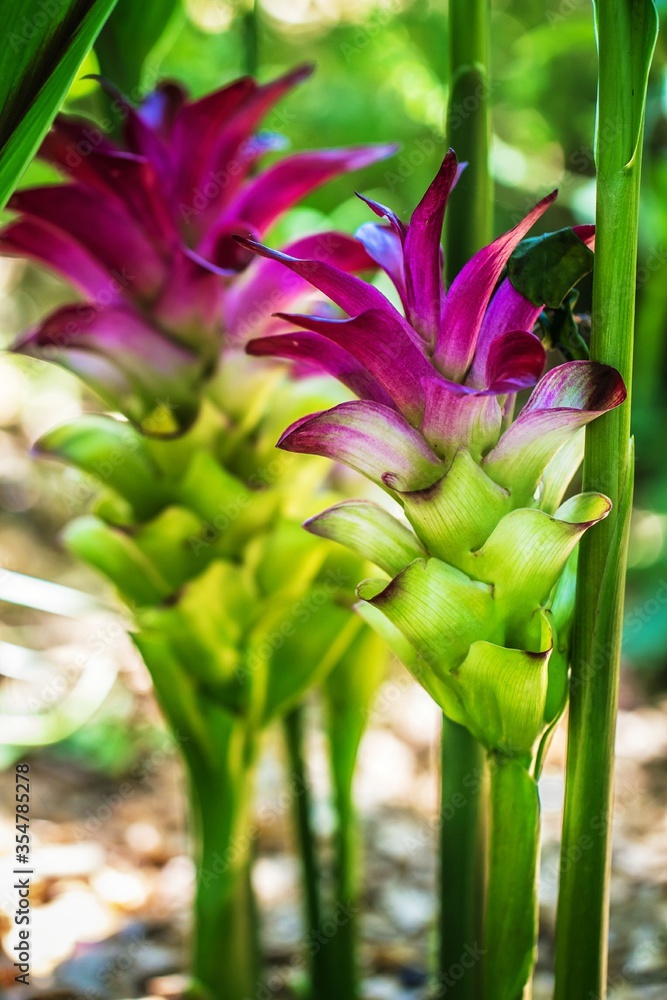 Obraz premium Turmeric