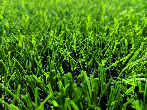 green grass background