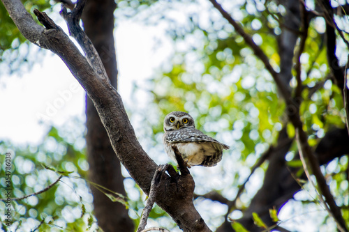 Spotted owlet on a tree  © Kandarp