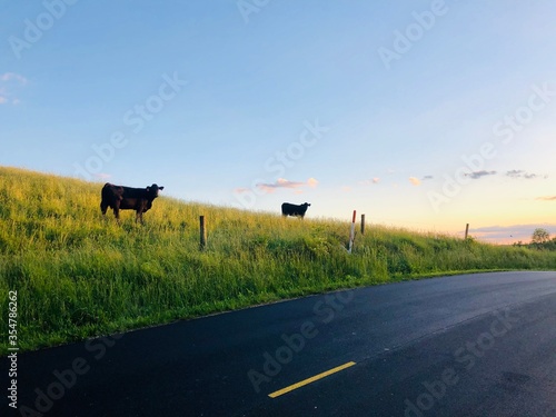 cow on the road