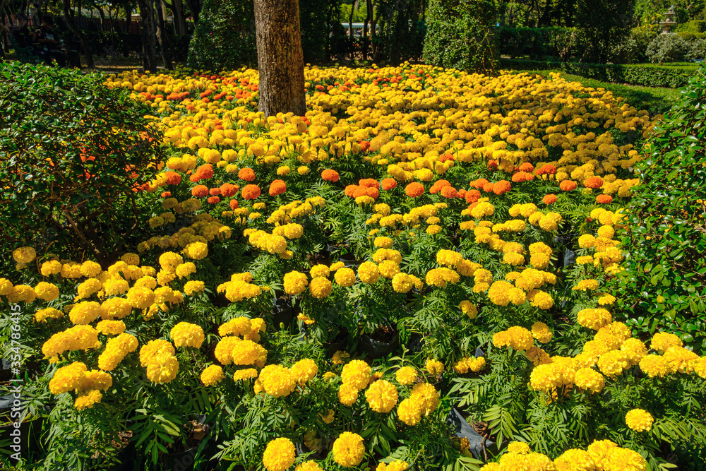 Beautiful yellow marigold flowers in the outdoor garden background Beautiful yellow marigold flowers in the outdoor garden background