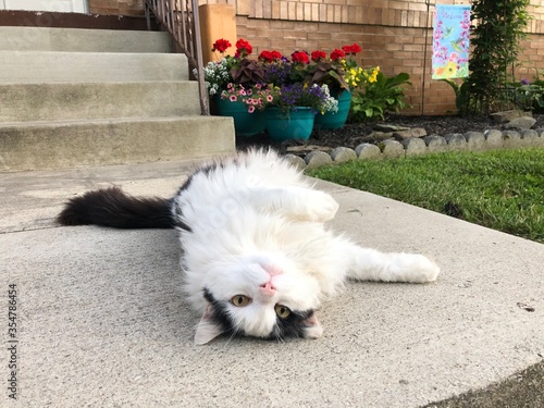 Cat lounging on its back