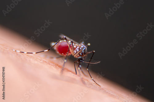 Close-up of Striped mosquitoes are eating blood on human skin. Mosquitoes are carriers of dengue fever and malaria photo