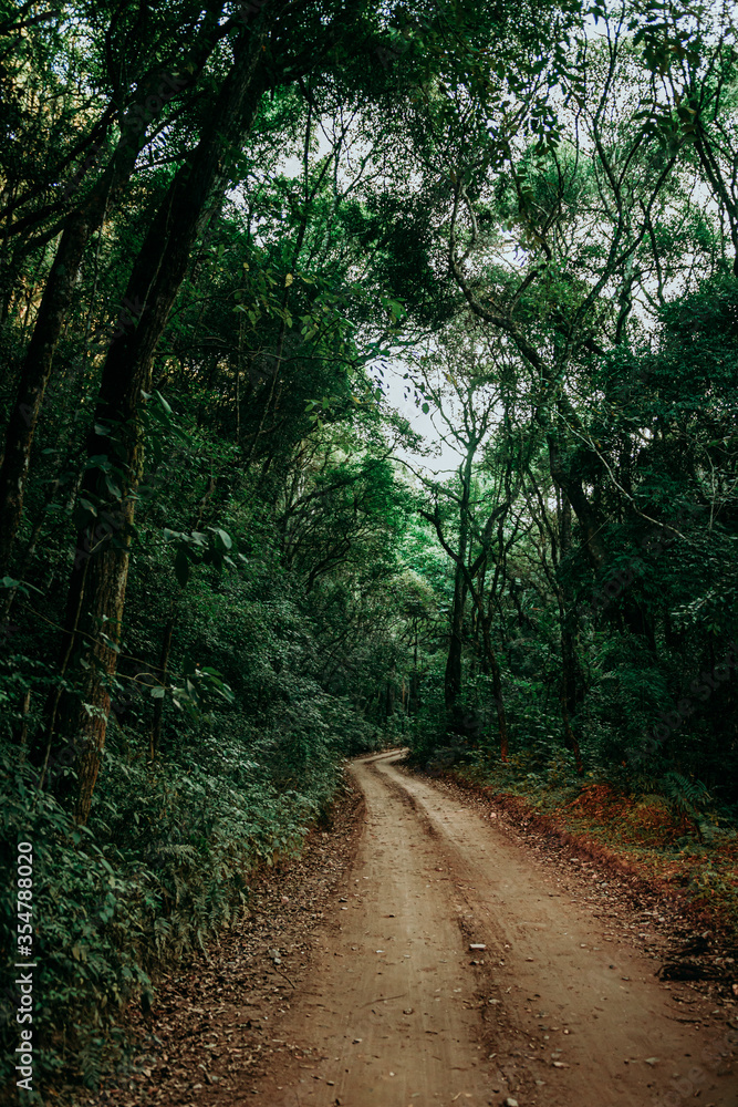 Fototapeta premium Estrada rural na verde mata atlântica