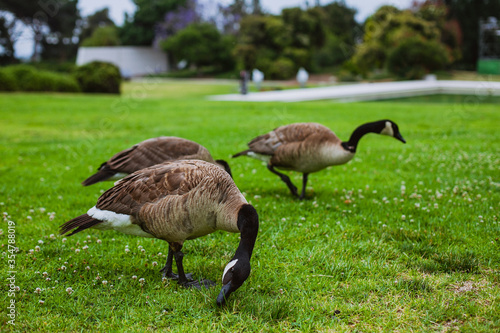 Geese walk on the green lawn