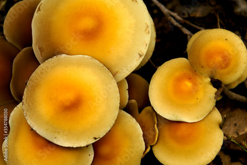 Wild yellow Mushrooms close up detail in a small group 