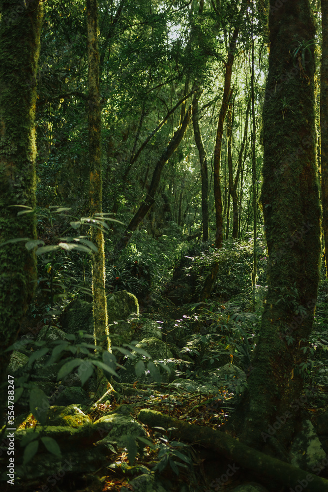 Fototapeta premium morning in the woods