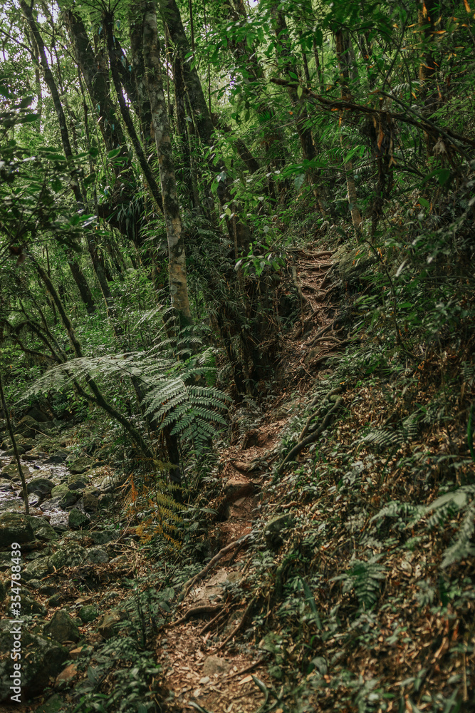 Obraz premium fern in the forest