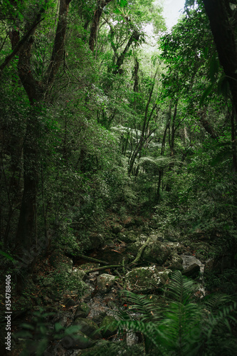 path in the forest