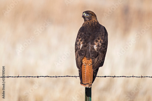 Red tailed hawk perched on a barbed wire fence