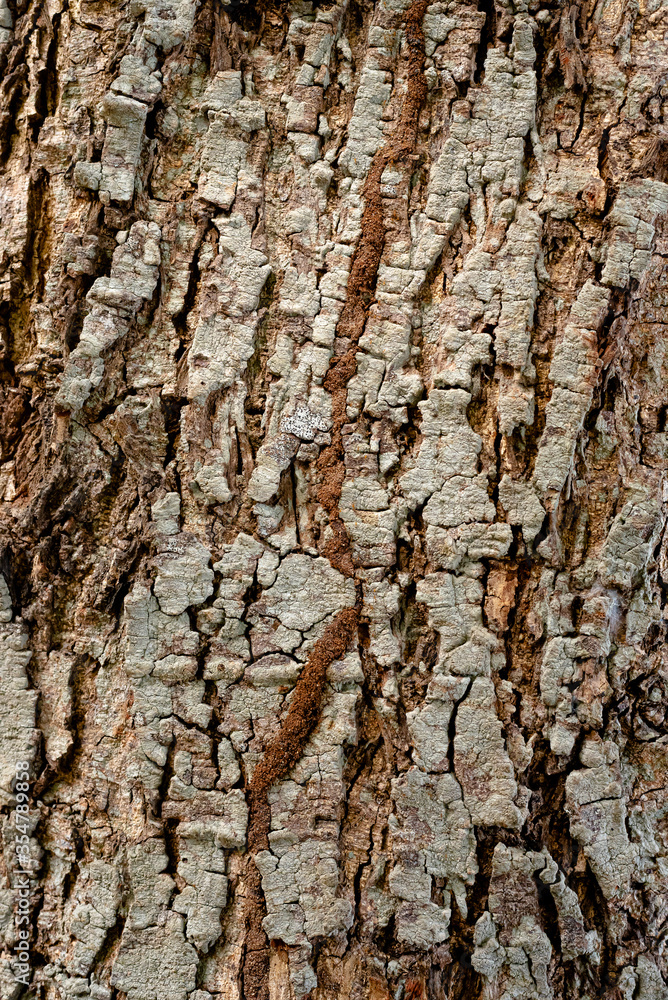 Obraz premium Dry rustic tree bark texture, graphic resource use for background.