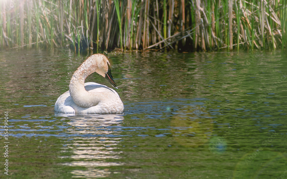 A swan is dancing in water