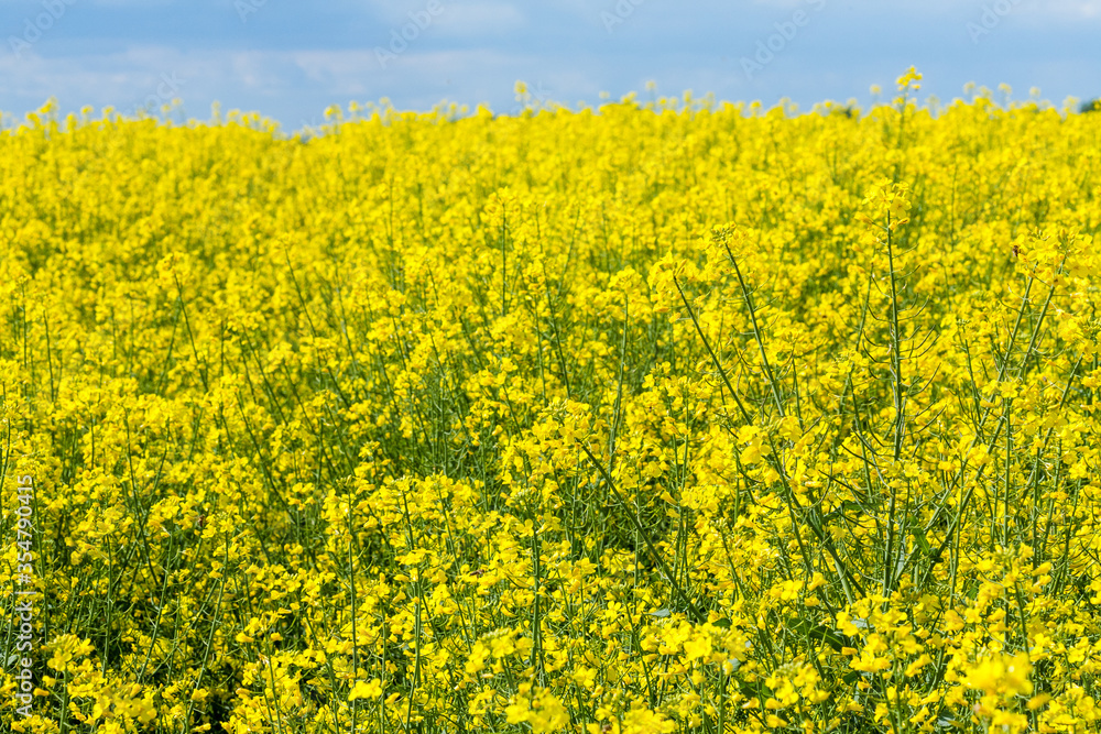 Closeup shot of yellow rapeseed field under the blue sky Closeup shot of yellow rapeseed field under the blue sky