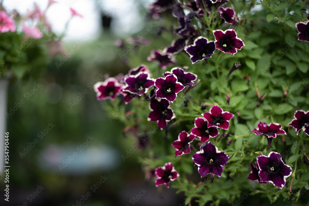 Flowerbed with multicoloured petunias ,colourful petunia (Petunia hybrida) flowers Flowerbed with multicoloured petunias ,colourful petunia (Petunia hybrida) flowers
