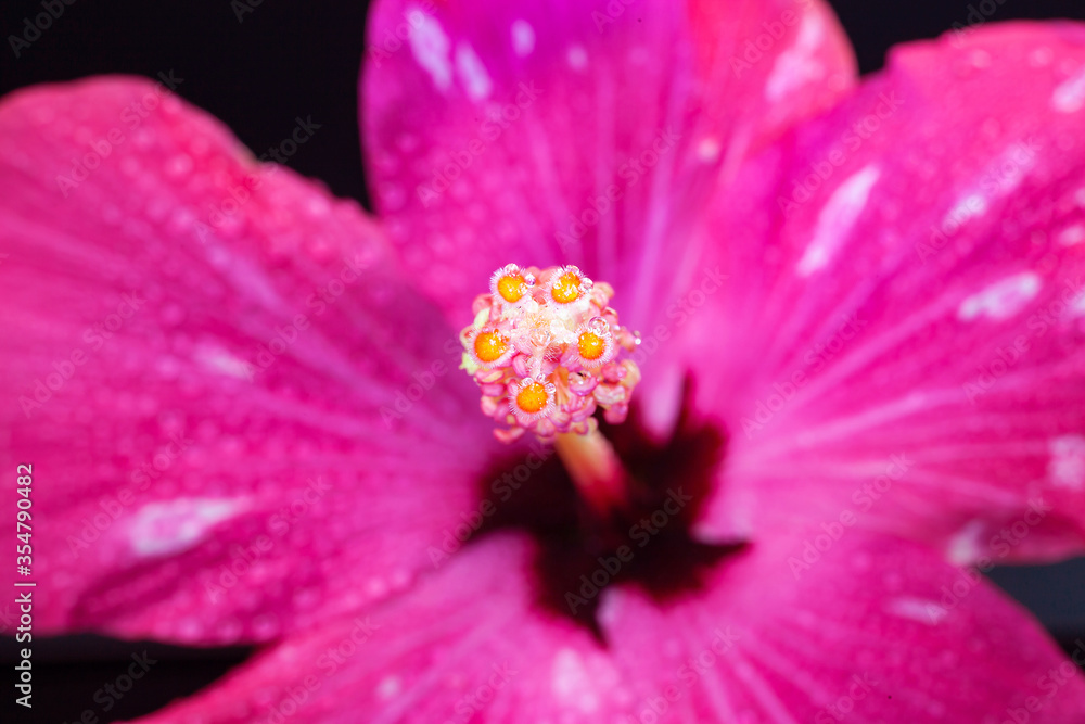 Pink hibiscus flower on black background. Pink hibiscus flower on black background.