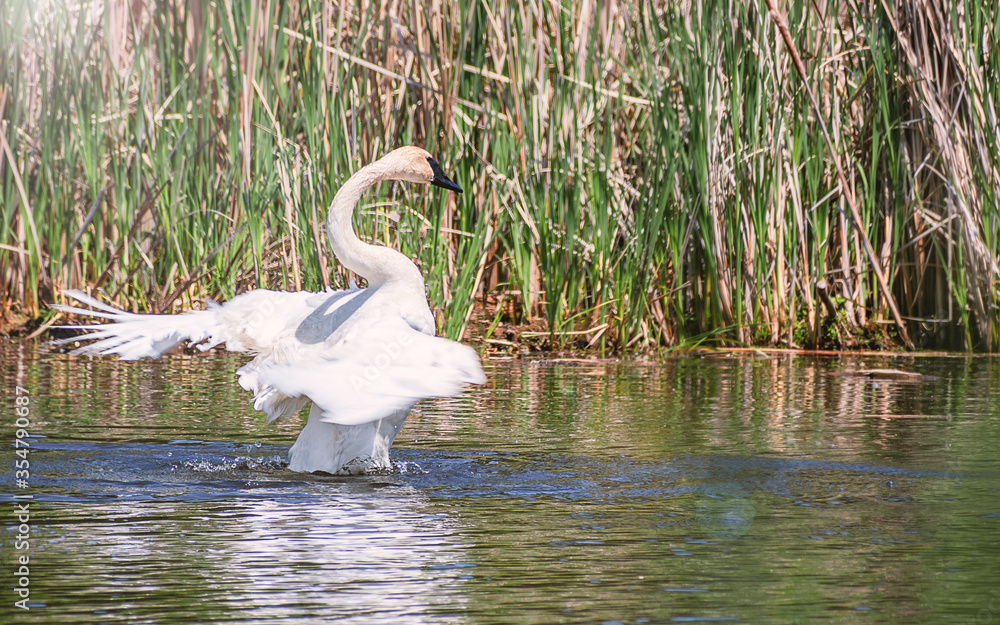 Fototapeta premium A swan is dancing in water
