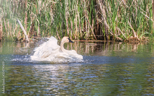 A swan is dancing in water