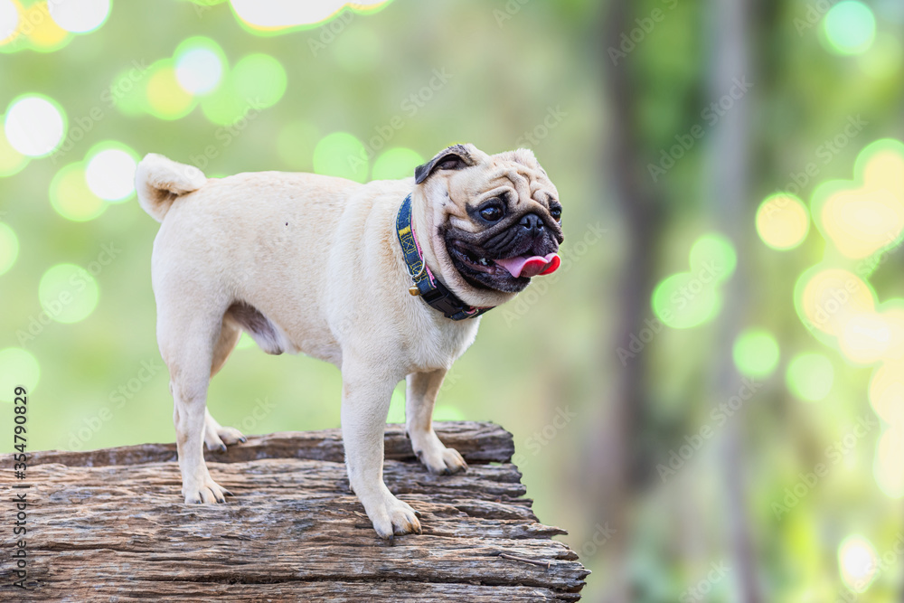 Dog standing on tree log in the forest Dog standing on tree log in the forest