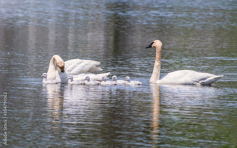 Baby Swans and Parents are Swimming on Lake at summer time Baby Swans and Parents are Swimming on Lake at summer time