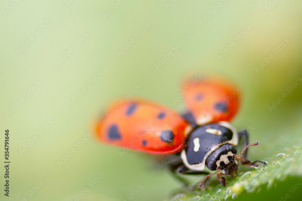 Fototapeta premium A ladybug takes a walk on a garden leaf