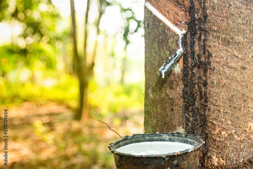 Fototapeta premium Rubber latex of rubber tree in plastic pot. Commodity, agriculture / hevea brasiliensis rubber tref