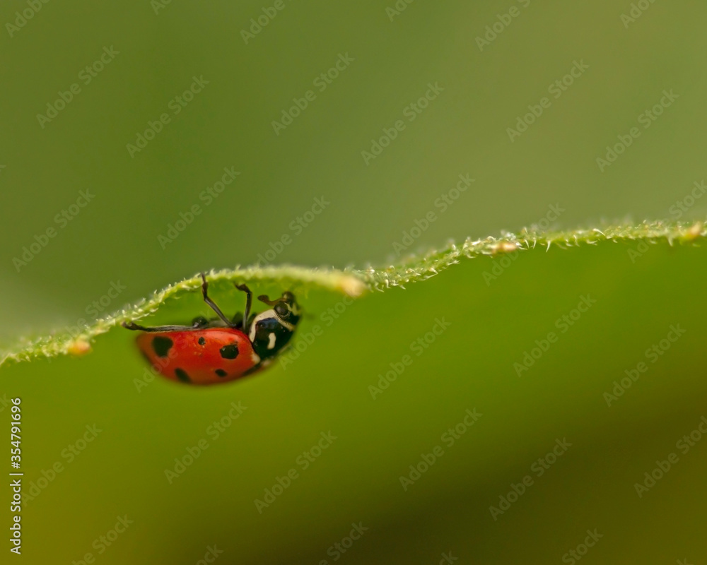 Fototapeta premium A ladybug takes a walk on a garden leaf