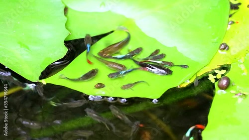 guppies fish focus swinmming and lily pad on water surface photo
