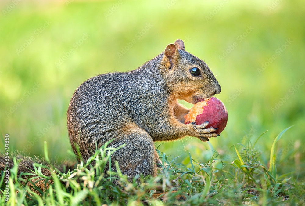 Happy looking Squirrel (Sciurus niger) eating peach fruit in the garden. Closeup. Natural green background.