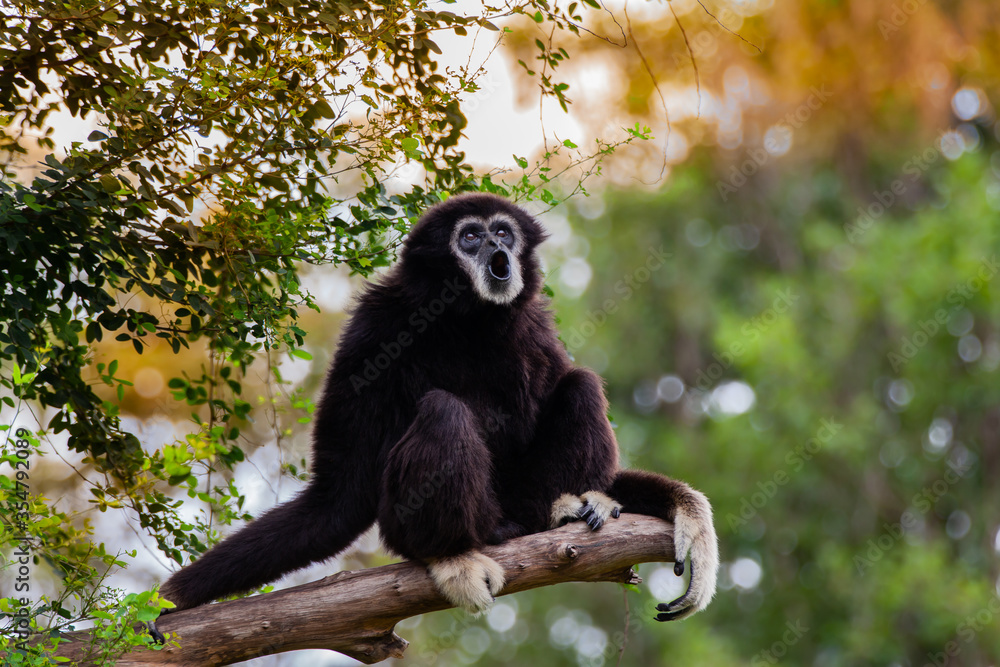 Obraz premium Gibbon on the tree in the zoo.
